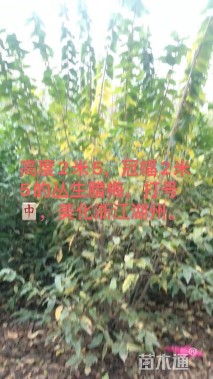 高度300厘米丛生蜡梅