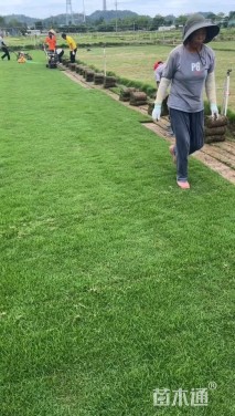 草卷状马尼拉草