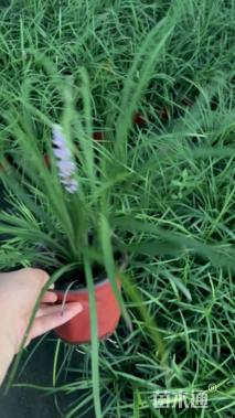 高度10厘米兰花