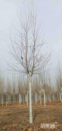 15公分法桐