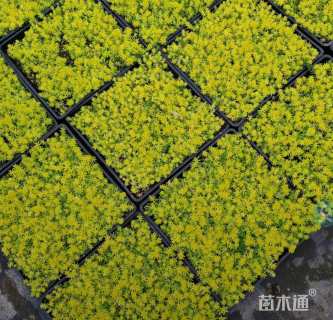 高度10厘米金叶佛甲草