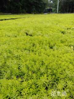 高度36厘米佛甲草