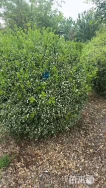 冠幅180厘米卫矛球