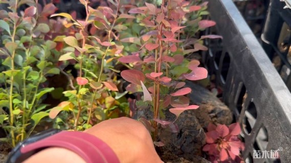 高度30厘米紫叶小檗