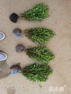 高度30厘米小叶黄杨