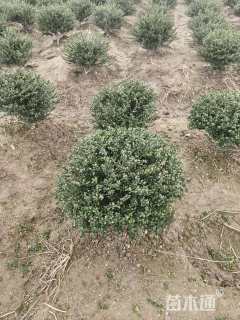 冠幅50厘米龟甲冬青球