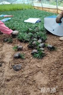 高度5厘米玉龙草