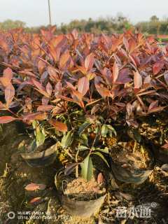 冠幅40厘米红叶石楠球