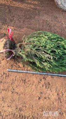 高度130厘米桧柏