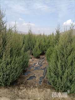 高度300厘米刺柏