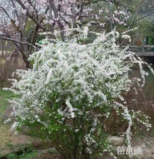 高度150厘米珍珠梅