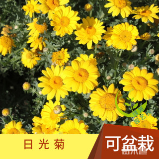 日光菊种子