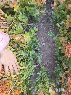 高度40厘米瓜子黄杨