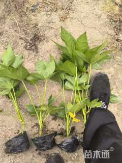 高度35厘米八角金盘