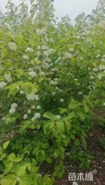 高度200厘米木绣球