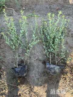 高度40厘米银姬小蜡