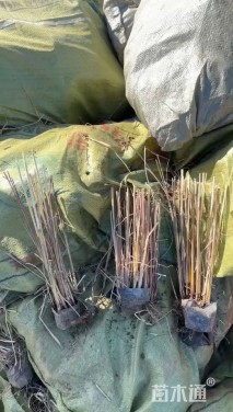 高度80厘米竹节芒
