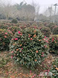 冠幅120厘米茶梅球