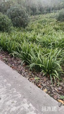 高度30厘米富贵草