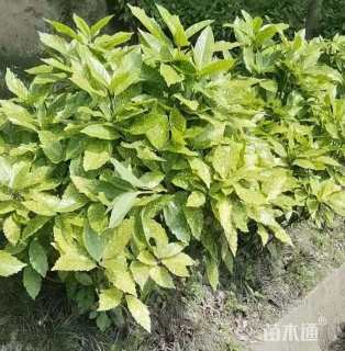 高度80厘米洒金珊瑚