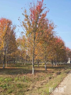 27公分美国红枫