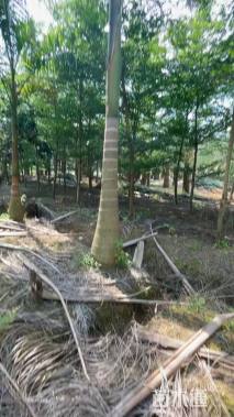 裸干高800厘米大王椰子