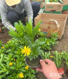 高度20厘米木春菊