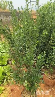 高度80厘米大叶黄杨