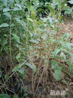 高度50厘米糯米条