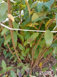 高度60厘米东北连翘