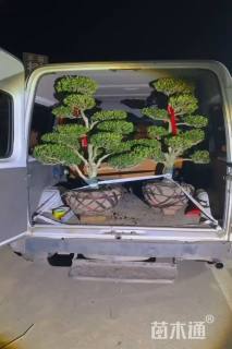 0.10公分造型瓜子黄杨