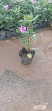 高度30厘米长春花