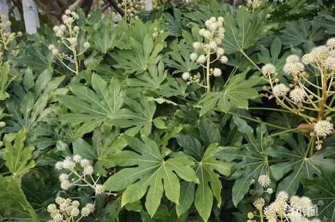 高度30厘米八角金盘