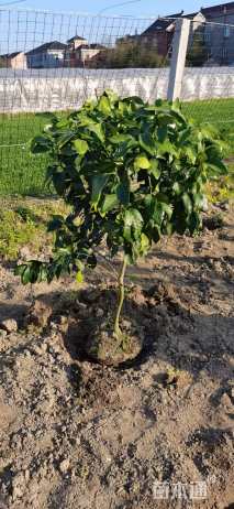高度120厘米红美人柑桔
