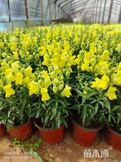 高度20厘米金鱼草