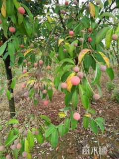 8公分香港四照花