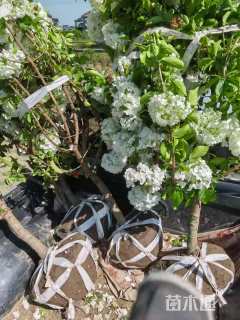 高度150厘米中华木绣球