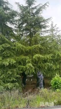 高度700厘米雪松