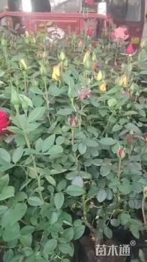 40厘米品种月季