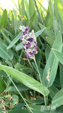 高度80厘米再力花