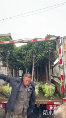 冠幅80厘米冬青球