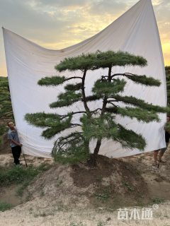 10公分造型松