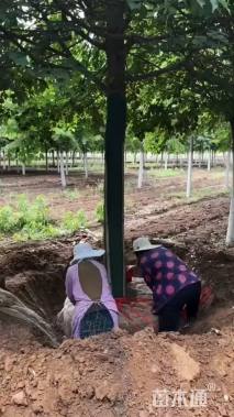 15公分美国红枫-秋火焰