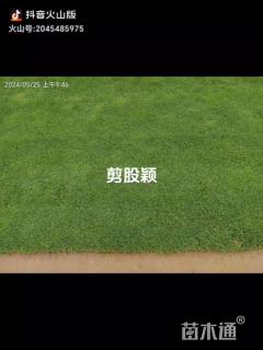 草卷状翦股颖