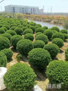 冠幅200厘米大叶黄杨球