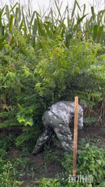 高度65厘米金银忍冬