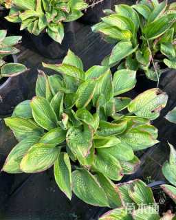 高度20厘米玉簪