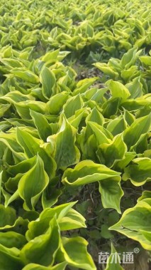 高度10厘米花叶玉簪