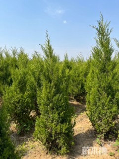 高度120厘米蜀桧