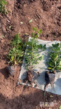 高度40厘米海桐